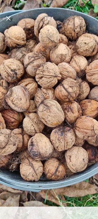 Orzechy włoskie jabłka słodkie wysyłka