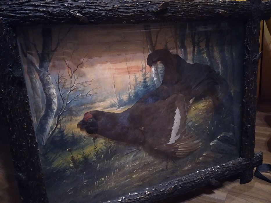 Ptasia diorama z cietrzewiem