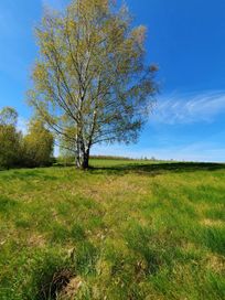 Ostatnia Działka rolna w Radomicach 0,3 ha