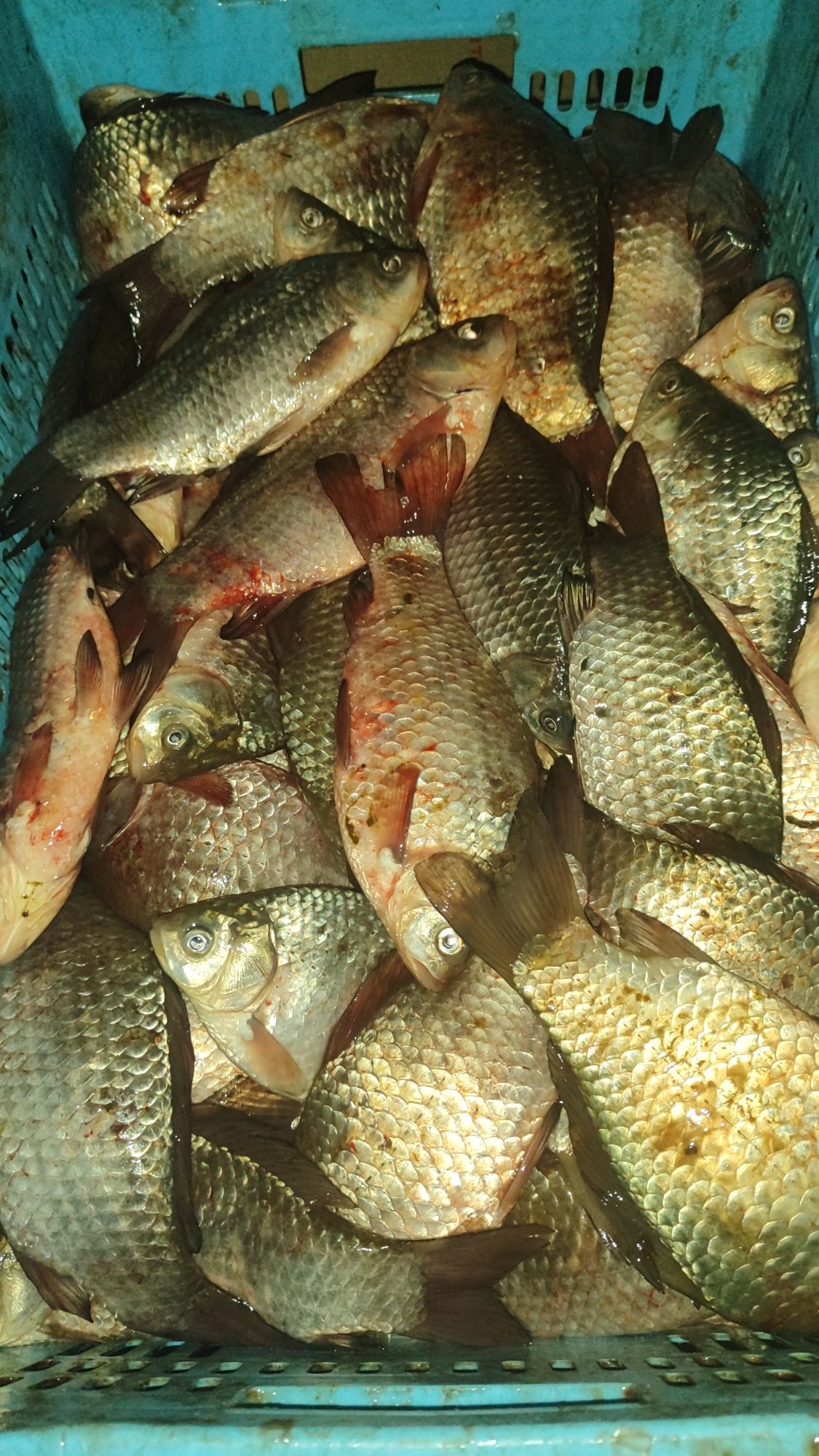 Рыба,раки,икра ,есть доставка