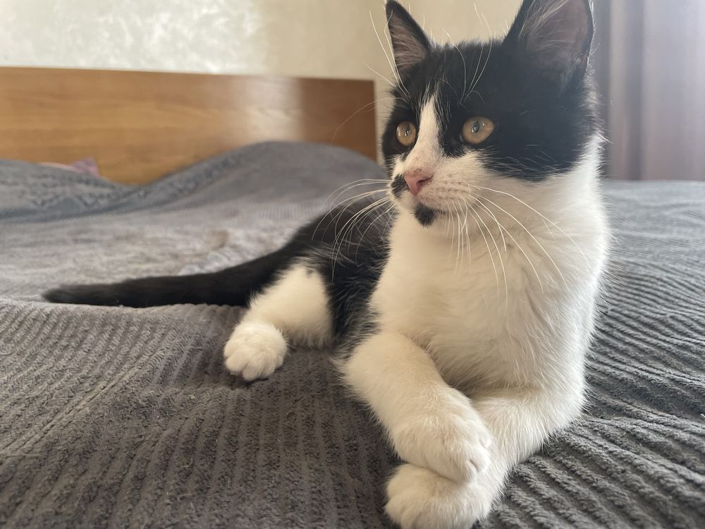 Котик в добрі руки