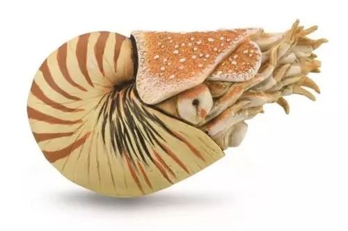 Nautilus Pompilius. Collecta