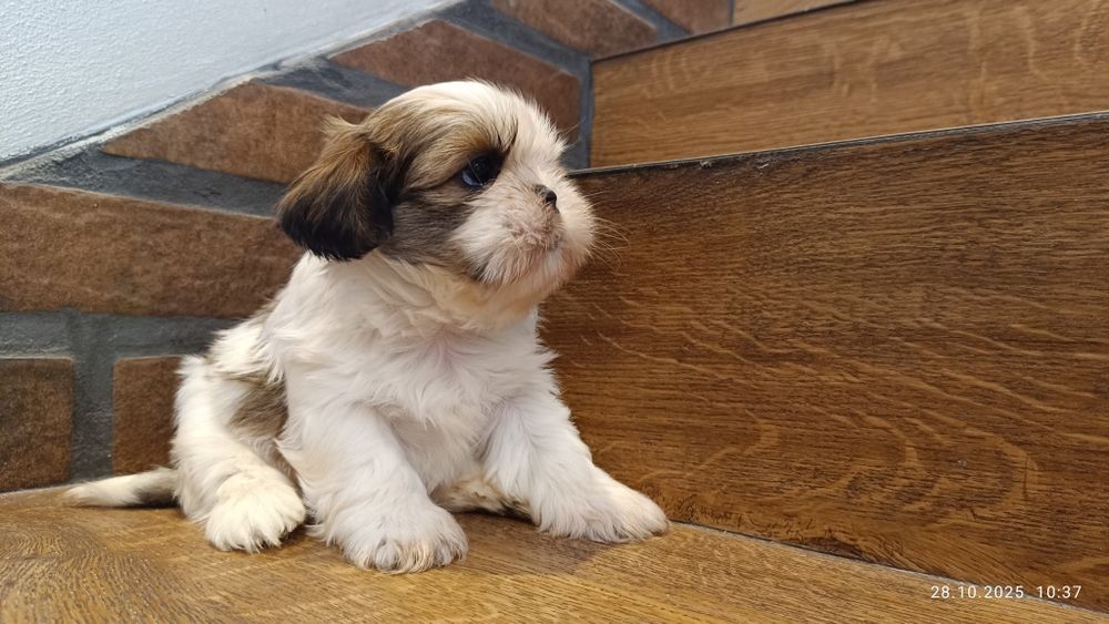 Śliczny piesek shih tzu