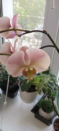 Продам орхидею домашняя