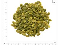 Pestki dyni Shine Skin grade A Pakowana w worki 25 kg
