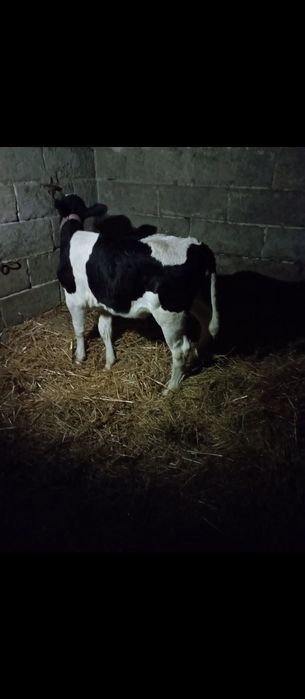 Sprzedam jałówkę