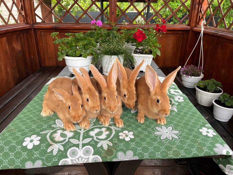 Кролі породи Бургундець та Білий Панон