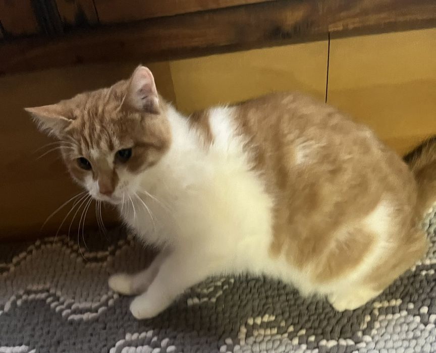 В хорошие руки котик