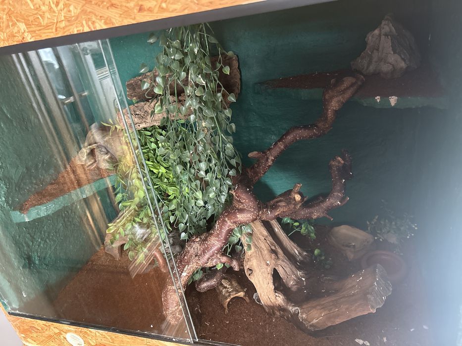 Terrarium + 4 gekony