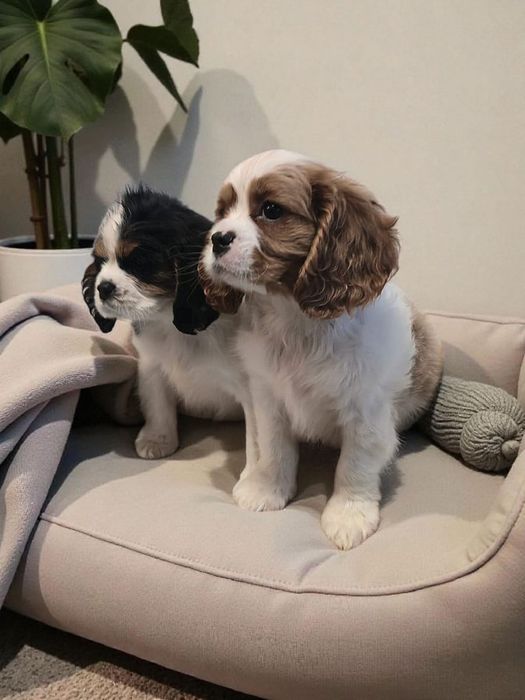 Cavalier King Charles Spaniel piesek