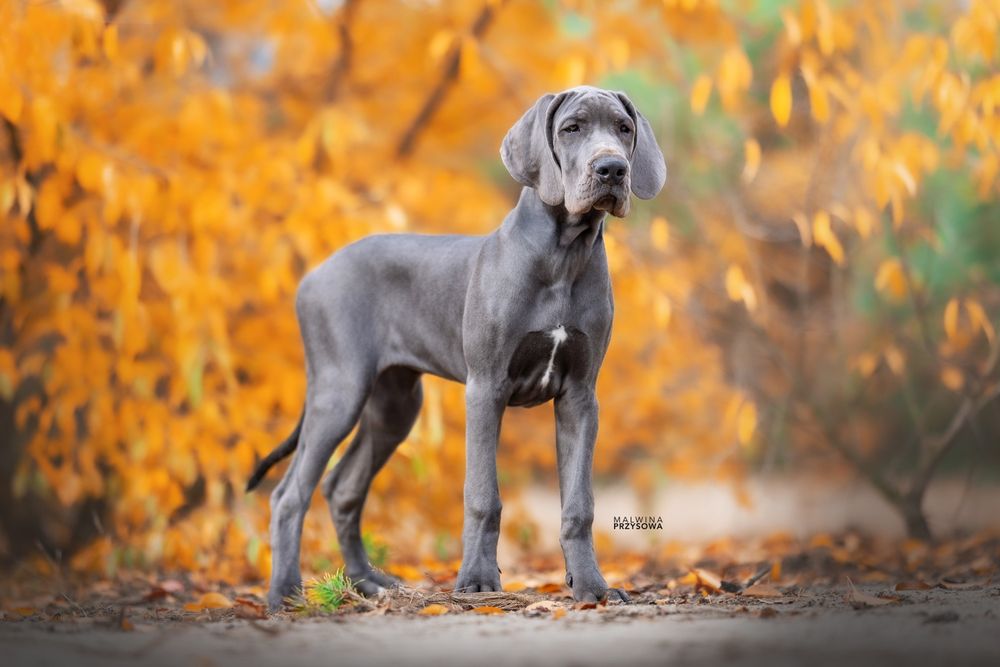 Dog niemiecki suczka