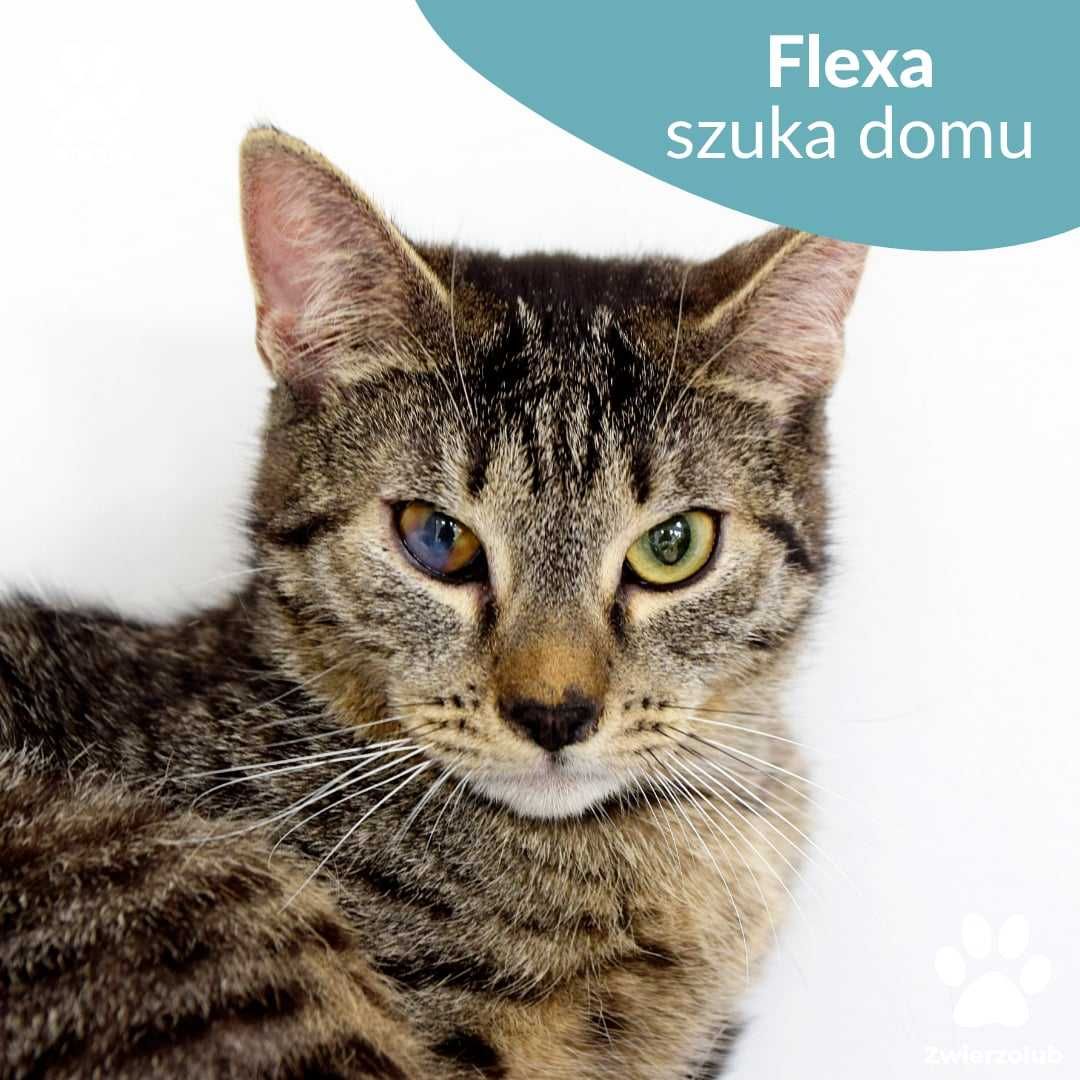 Malutka kotka do adopcji! Poznajcie Flexę!