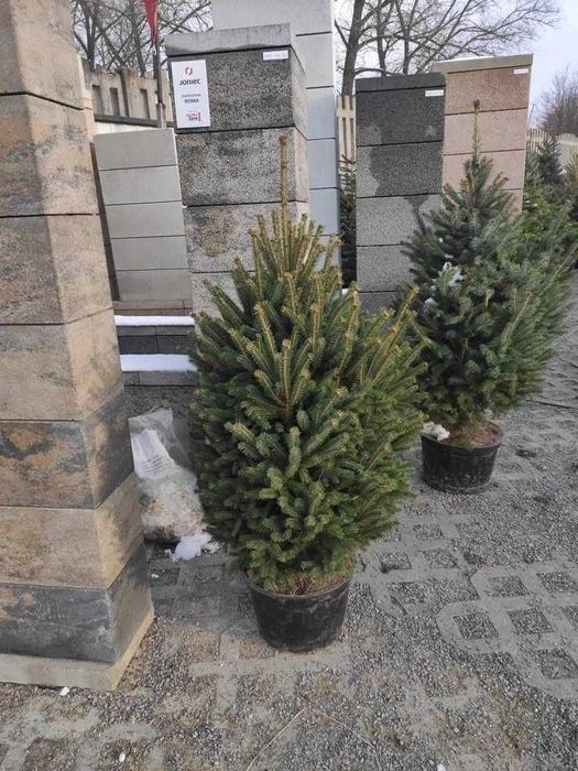 Świerk srebrzysty - jesienne nasadzenia - własna plantacja