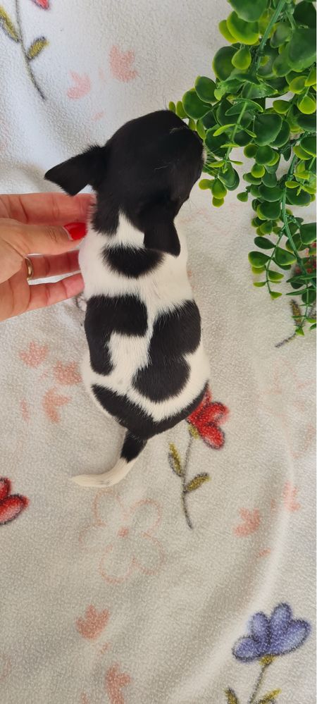 Maravilhoso mini Chihuahua. Chiuaua de linhagem Russa, Qualidade