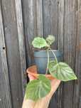 Begonia rośliny zielone, rośliny ozdobne