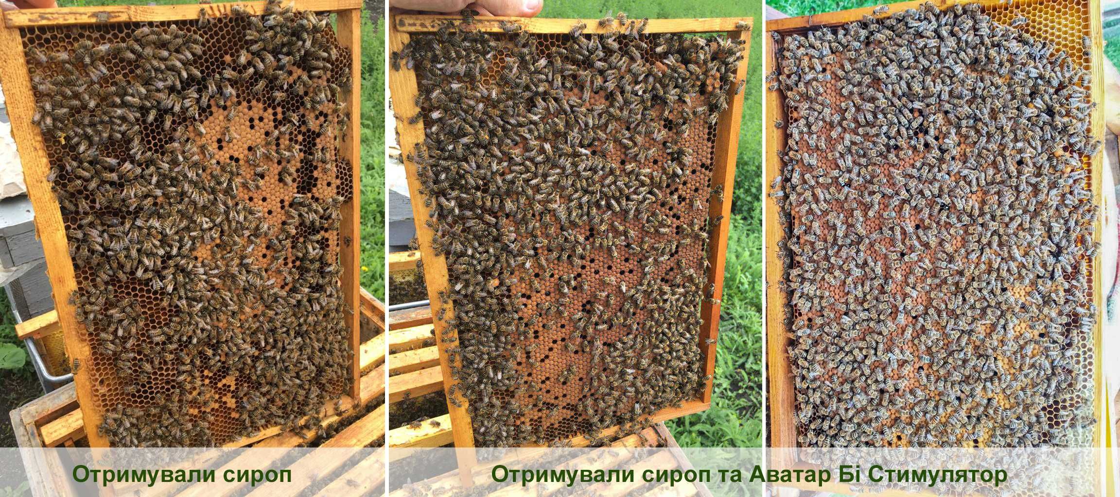 Стимулятор розв. бджіл, збільшення яйценосності маток та розплоду (1л)