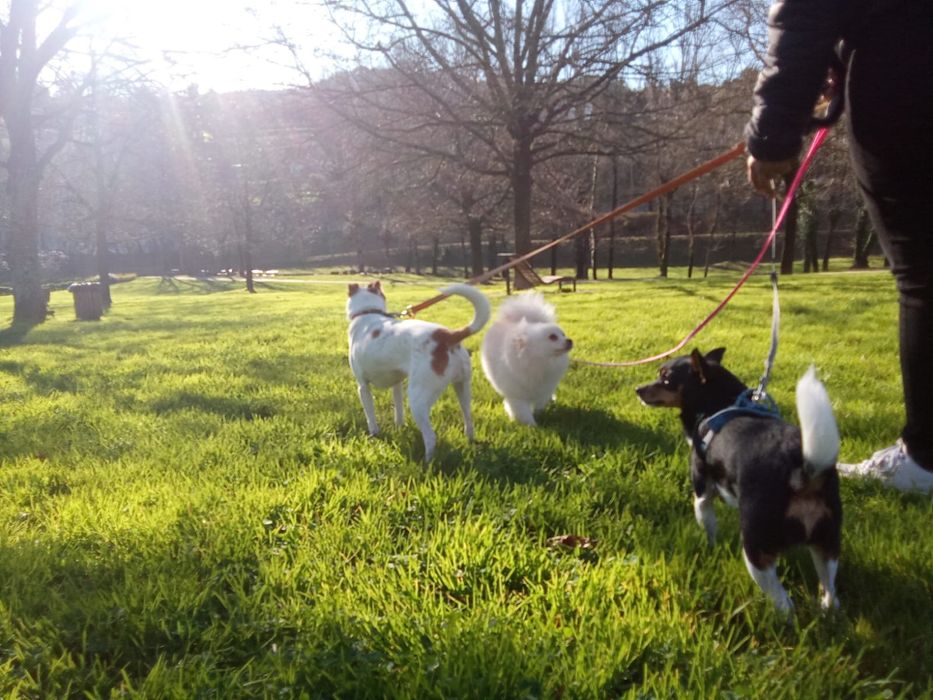 Pet  Sitting + Boarding Guimarães e Braga disponível Natal e ano novo