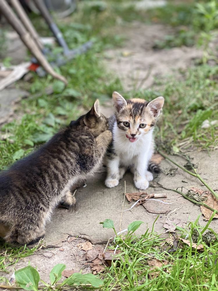 Віддамо подаруємо котенят