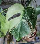 Monstera blue mint / noid