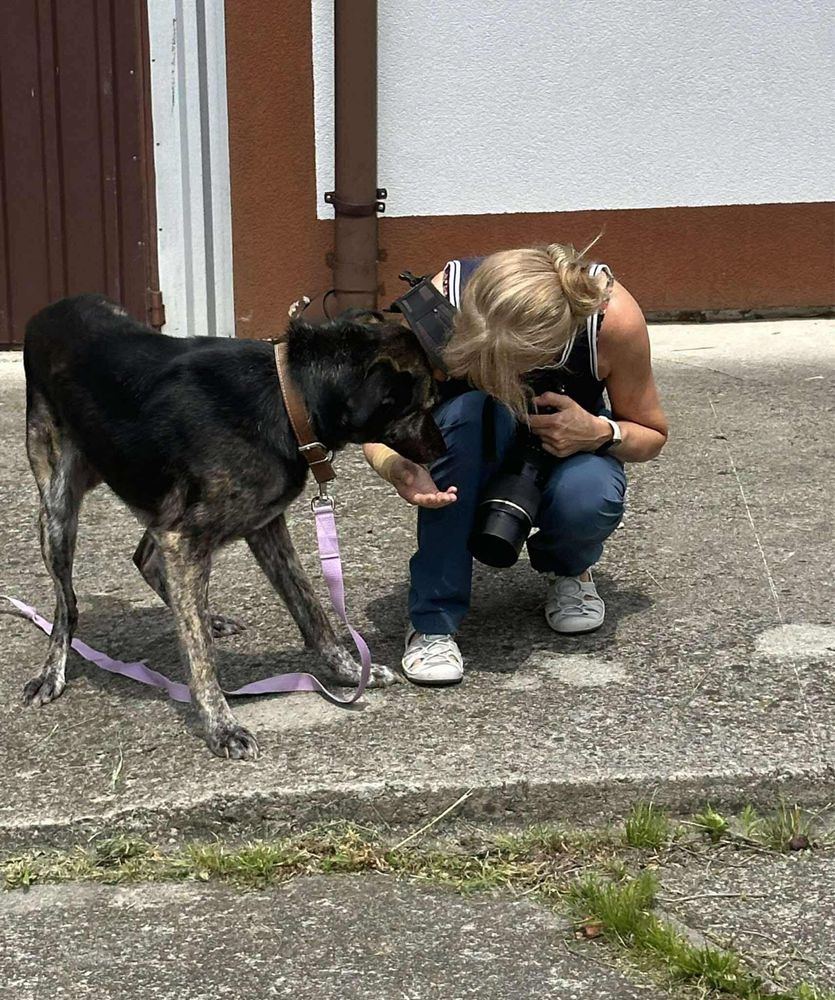 Bagi w typie charta szuka domu z ogrodem