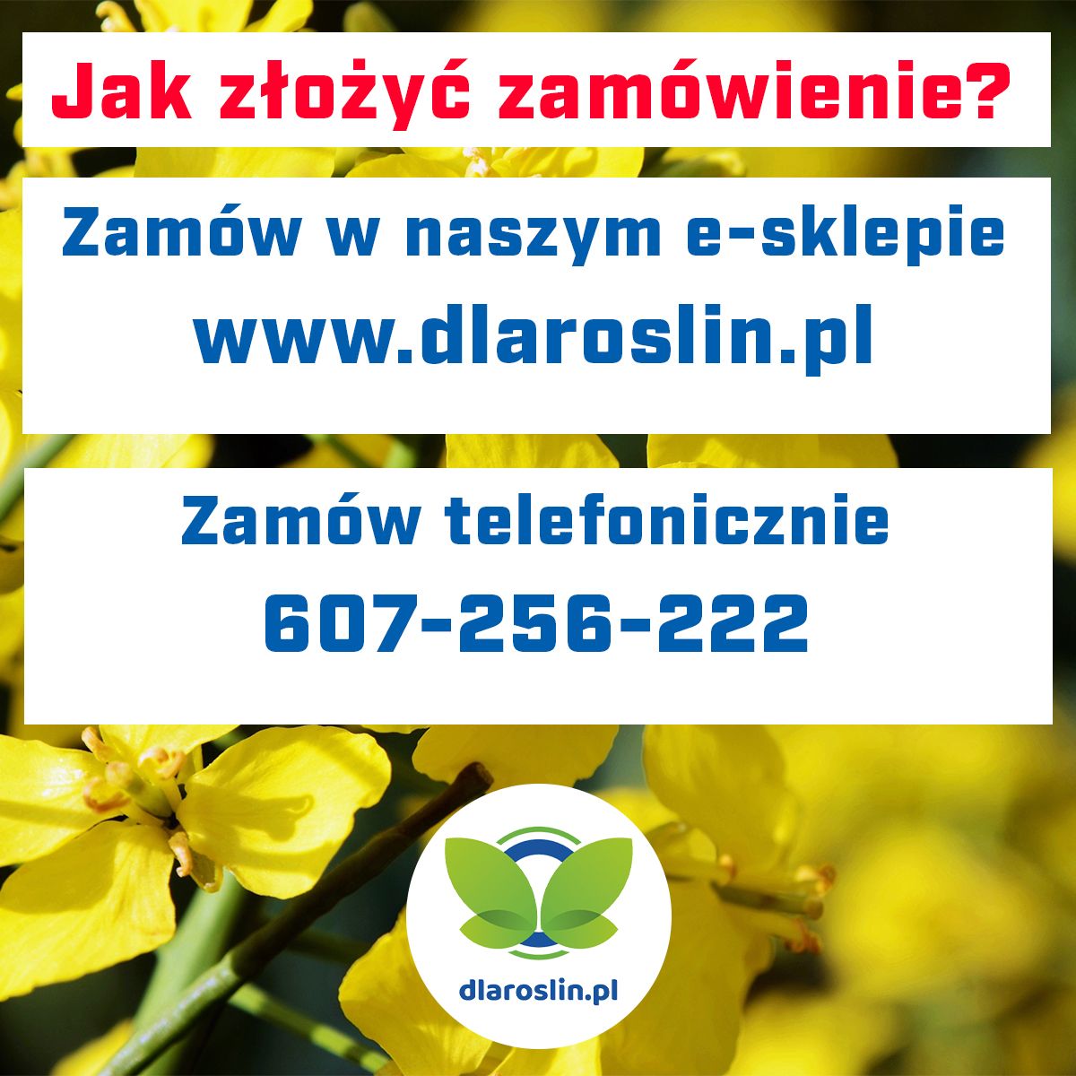 Rzepak ozimy Bachus C1, opak. 2,1 mln.n. Integral Pro i Buteo Start