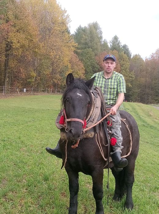 Sprzedam klacz zimnokrwista