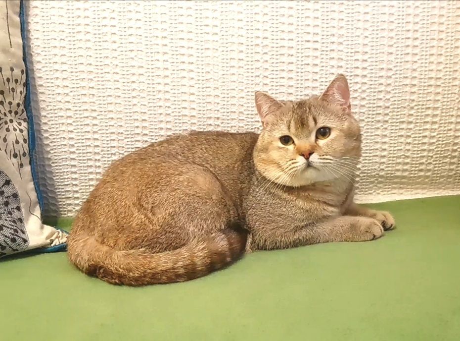 Котики шиншили, ВИБІР