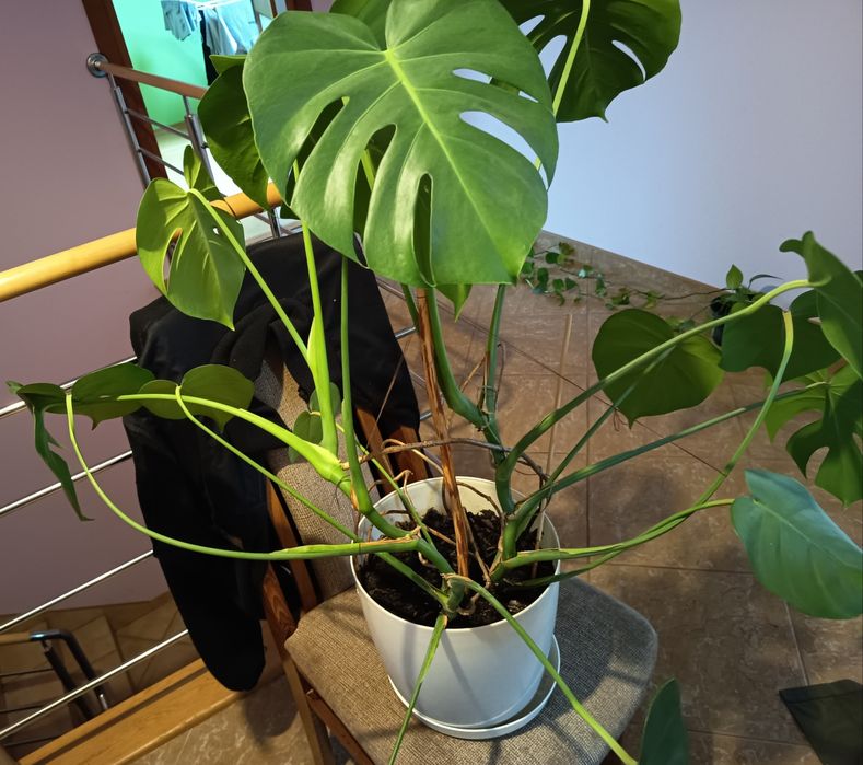 XXL Monstera dwupędowa