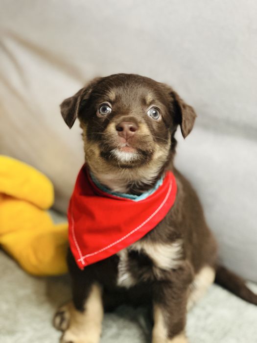 Malutka Milka szuka domku