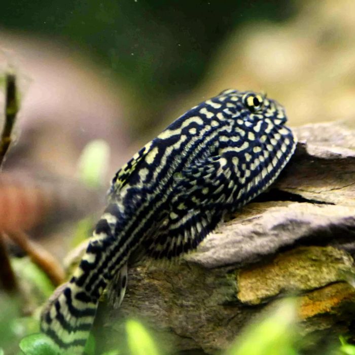 Przylga siatkowana - Sewellia lineolata