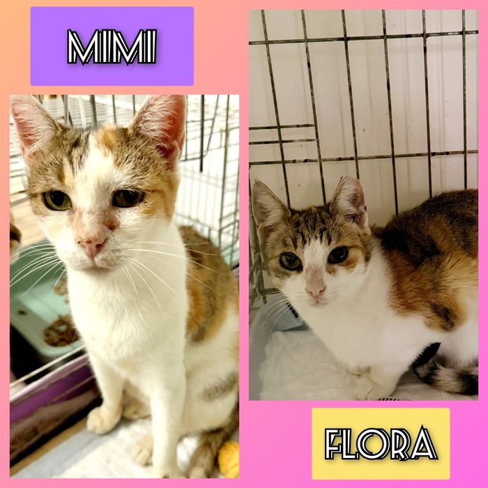Gatas para adoção