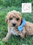 GOTOWY do odbioru  MALTIPOO F1b  Badania genetyczne Wyprawka Pudel