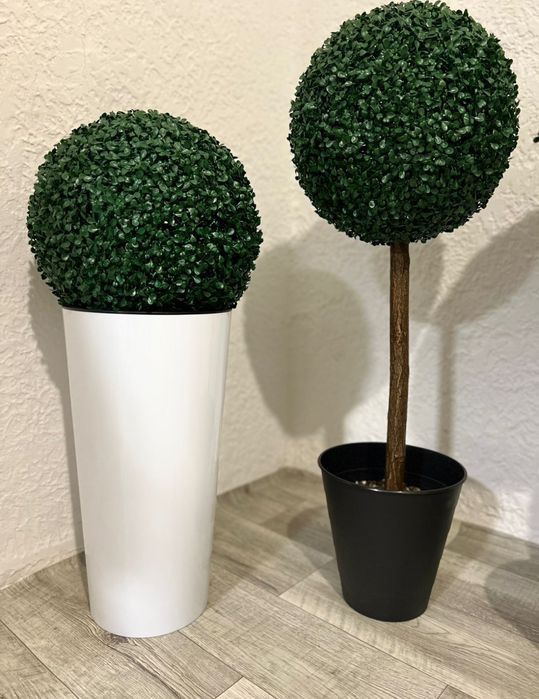 Самшит  декоративный, для офиса,дома