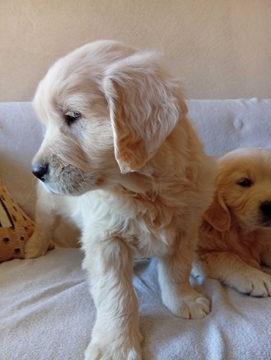 Szczenię golden retriever do odbioru samiec