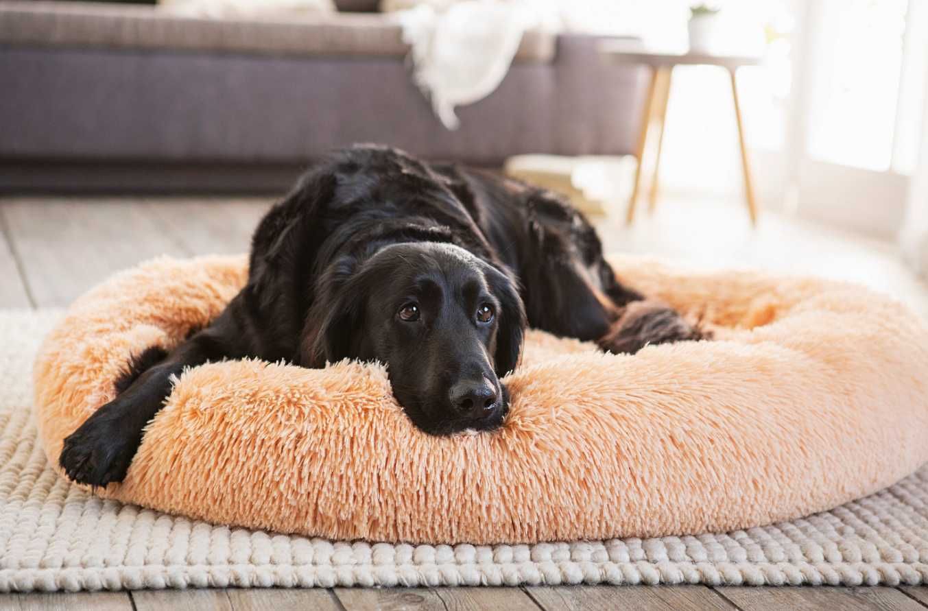 Лежак для собак | Різні розміри | Лежанка для тварин, подушка, місце