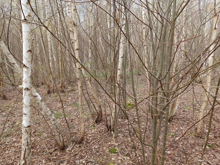 Drzewka drzewo na opał