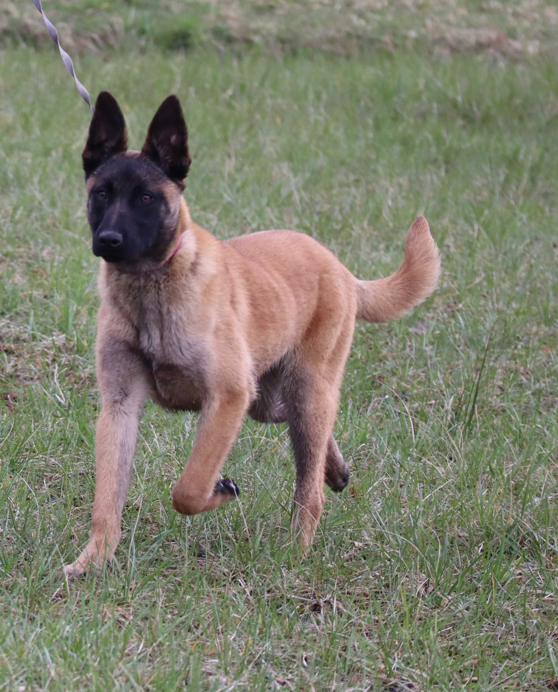 Owczarek belgijski malinois - suczka