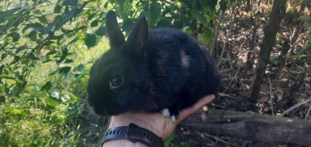 Króliczki malutkie czarnusie