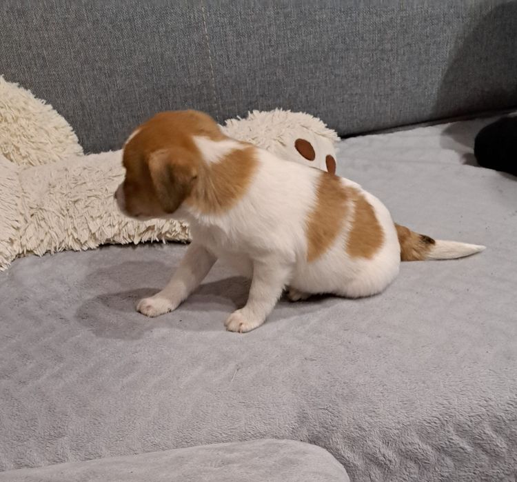 Jack russell terrier