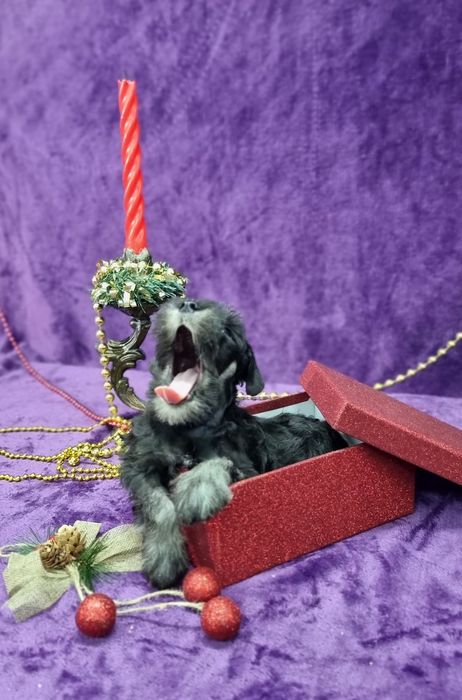 Цуценята цвергшнауцера