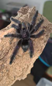 Avicularia Purpurea L1