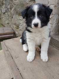 Śliczna sunia border collie