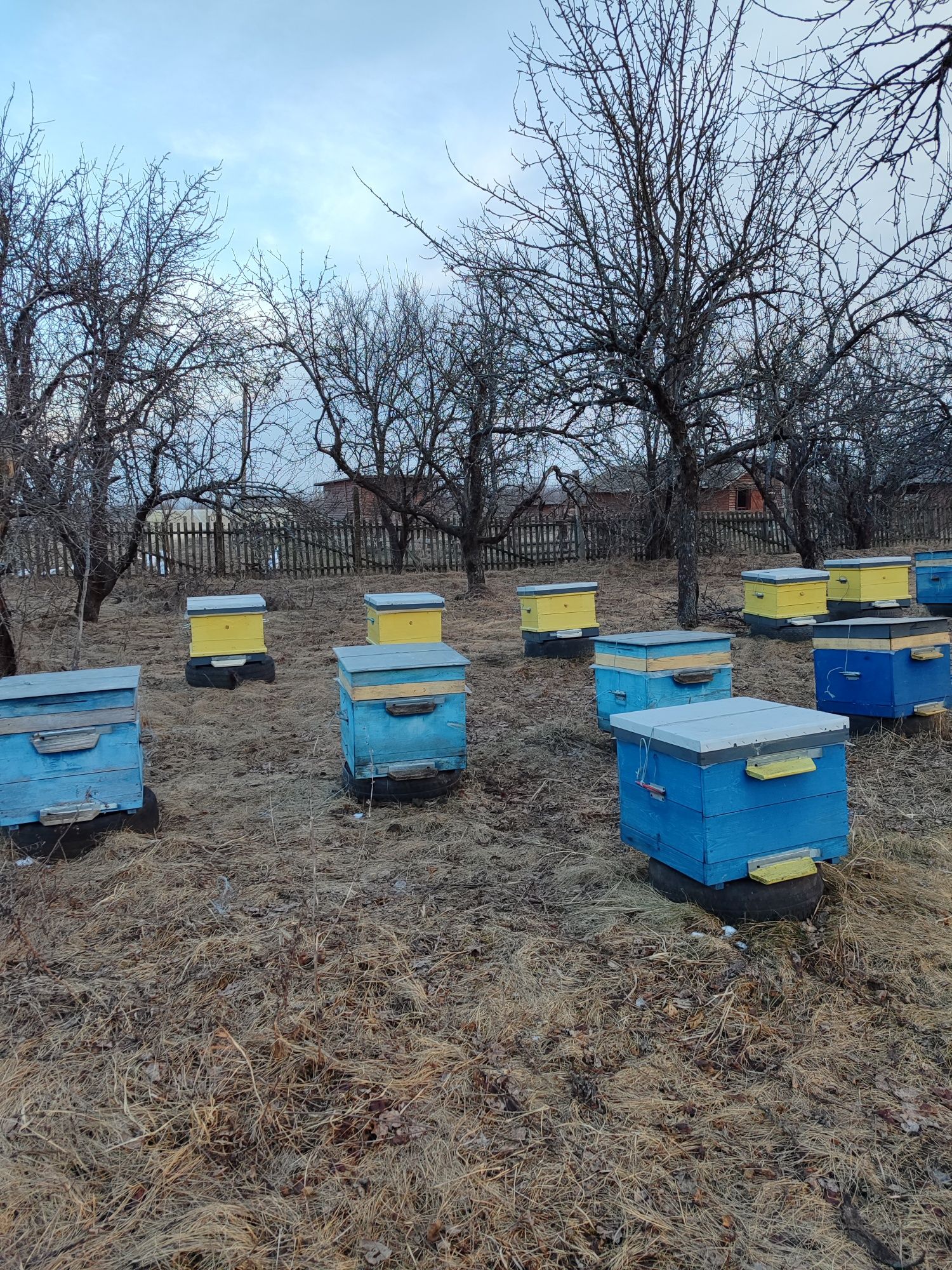 Продам бджолосім'ї