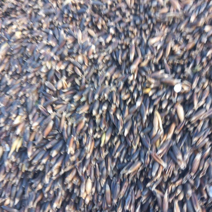 Owies czarny gniady po centrali