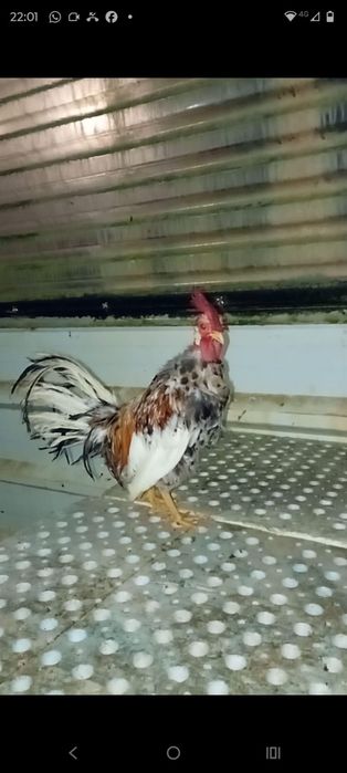 Galo mini garnizé careca