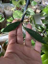 Hoya stoneana 2l cw