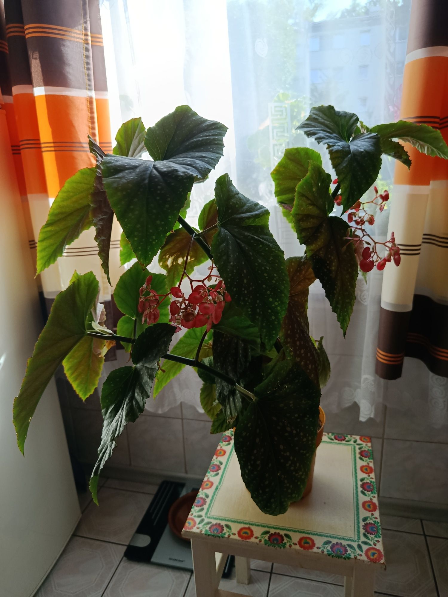 Begonia Lucerna duża roślina