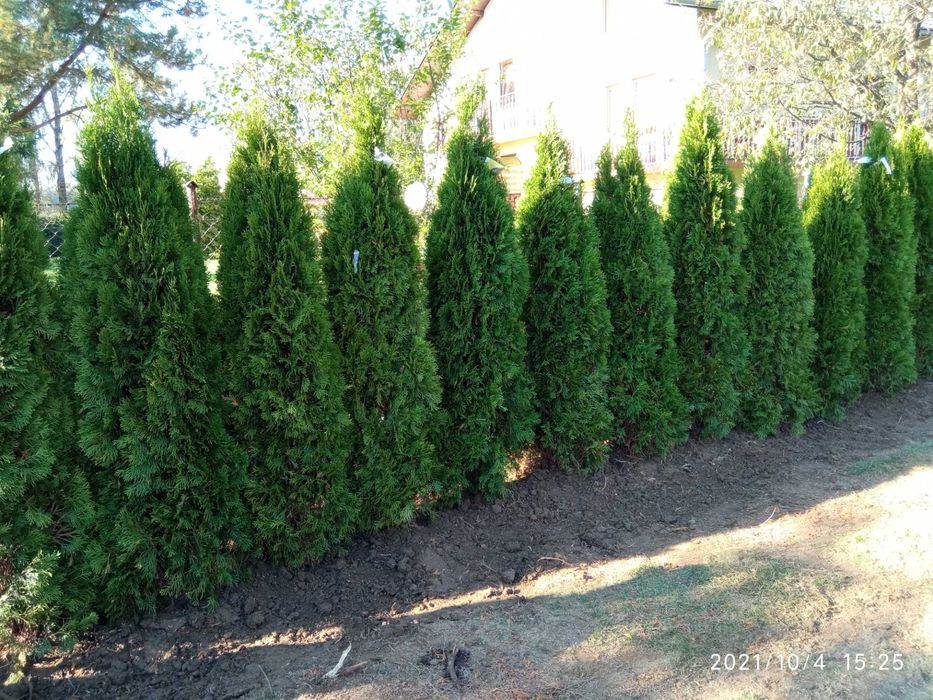 Tuja szmaragd , brabant 80-300,cm dowóz gratis, sadzimy, PRODUCENT
