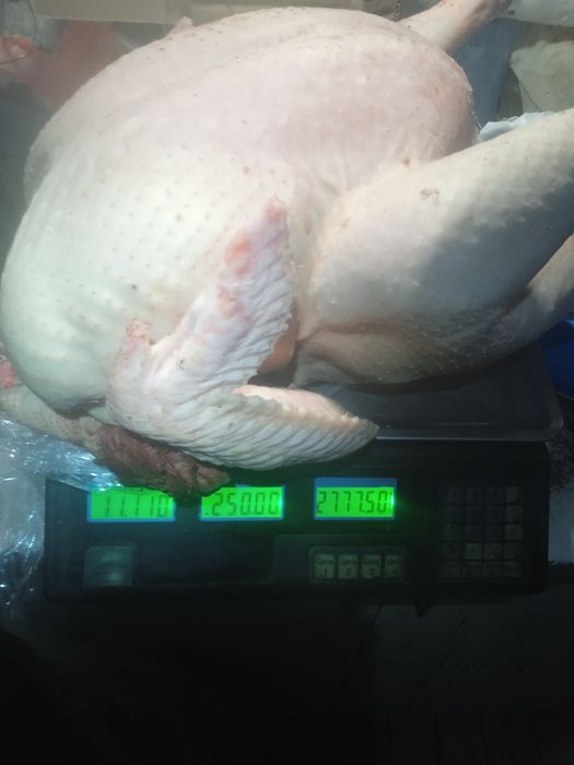 М'ясо індички тушкою