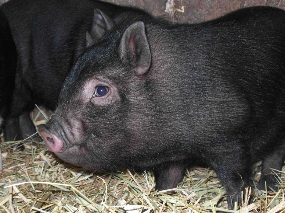 Вьетнамские и корейские вислобрюхие поросята!